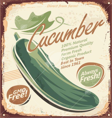 Farm fresh cucumber